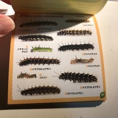 Japanese Caterpillar Stickers book 250 Stickers Shogakkan NEO