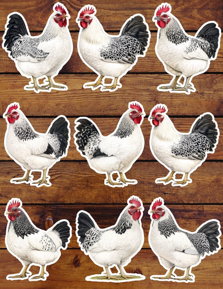 Black and White Chicken Vinyl Stickers Set Scrapbooking Laptop Waterbottle