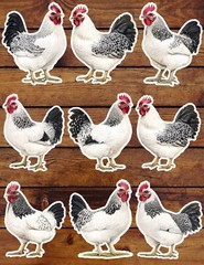 Black and White Chicken Vinyl Stickers Set Scrapbooking Laptop Waterbottle