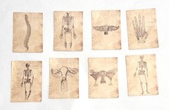 Victorian Trading 56 Human Anatomy Skeleton Sepia Planner Journal Stickers 30R