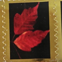 Autumn Leaves Scrapbooking Stickers, Gold Border Red Black Orange Yellow Phrases