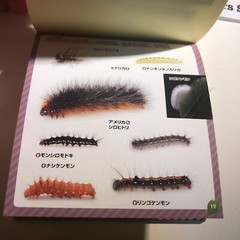 Japanese Caterpillar Stickers book 250 Stickers Shogakkan NEO