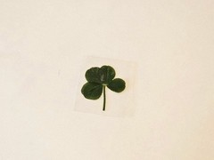 Real Four Leaf Clover Laminated For Good Luck