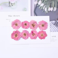 8PCS Real Pressed Dried Pink Rose flower Head, Natural Color FCD70 #1