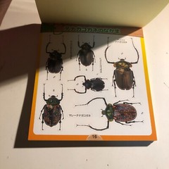 Beetle and Stag Beetle Japanese Stickers book 275 Stickers Shogakkan Neo