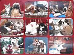 Vintage Gibson Sticker Sheet Real Photographic Kittens And Puppies Together Red