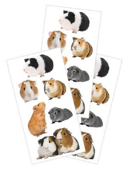 Crafts Stickers PH Slim Guinea Pigs Real Photo Black White Brown Gray Repeats
