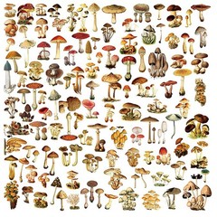 100 pcs Small Mushroom Translucent Vellum Matte Surface Paper Sticker Scrapbook
