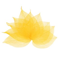 100-Pack Skeleton Leaves, Natural Rubber Tree Leaves Vein[7-9cm, Yellow]