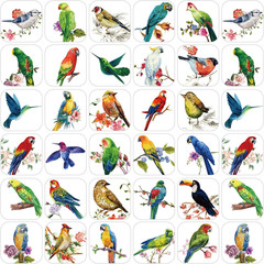 600 Pcs Bird Stickers Bulk for Kids Vinyl Waterproof Animal Cartoon Bird Decal f