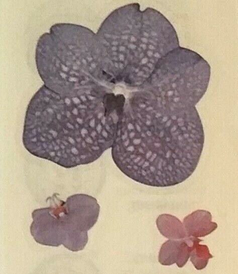 Sandylion sticker -Purple Orchid -1 strip -12006 Retried*