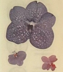 Sandylion sticker -Purple Orchid -1 strip -12006 Retried*