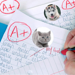 600 Puppy and Kitten Stickers 1.5 Inch 16 Styles for Kids Birthday Party