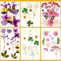Pressed Dried Flowers for Resin Crafting, Natural Preserved Petals & Leaves f…