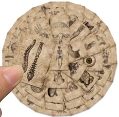 56pcs Human Anatomy & Physiology Vinyl Stickers Vintage Medical Student Notebook