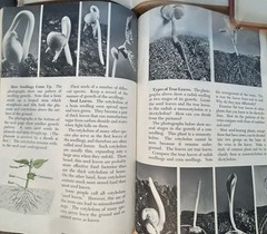 100 Vintage Book Pages Lot Unique Variety Aged bundle Birds Nature Literature
