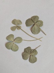 Real Dried & Pressed Four Leaf Clovers Set of 4 Natural Untreated USA Grown