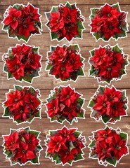 Christmas Poinsettia Vinyl Die Cut Stickers Set Notebook Laptop Water Bottle