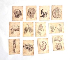 Victorian Trading 56 Human Anatomy Skeleton Sepia Planner Journal Stickers 30R