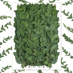 Wavwavw 50 Pcs Pressed Dried Eucalyptus Leaves 6 Inch 100% Natural Preserved …