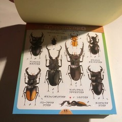 Beetle and Stag Beetle Japanese Stickers book 275 Stickers Shogakkan Neo