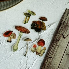 100 pcs Small Mushroom Translucent Vellum Matte Surface Paper Sticker Scrapbook