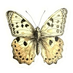 Vintage Butterfly Themed Waterproof Stickers Lot of 13