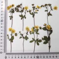 12PCS Real Pressed Dried mini Yellow Flower with leaves stem for art Craft FHT59