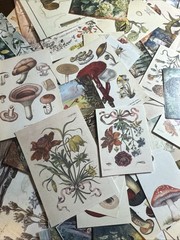 200+ cottage core mystical forest kit Lot Junk Journal Ephemera