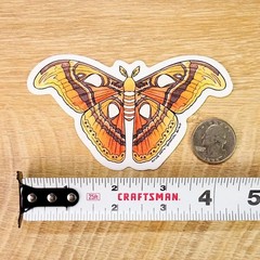 Atlas Moth Sticker – Waterproof Vinyl Nature, Garden, & Insect Decal – Crafts