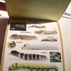 Japanese Caterpillar Stickers book 250 Stickers Shogakkan NEO