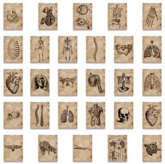56pcs Human Anatomy & Physiology Vinyl Stickers Vintage Medical Student Notebook