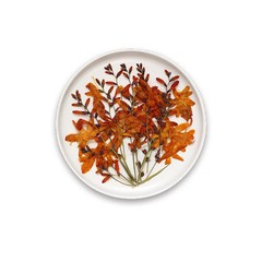6PCS real dried Pressed flower with stem, flower supply for candle Craft FHT36