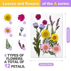 24 Pcs Real Pressed Flowers Set, Colorful Assorted Natural Botanicals for DIY…