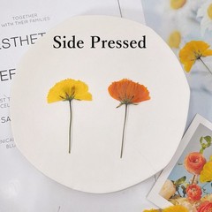 12PCS Real Pressed Dried flowers with stem, Yellow Orange daisy Flower FHT39
