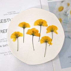 12PCS Real Pressed Dried flowers with stem, Yellow Orange daisy Flower FHT39