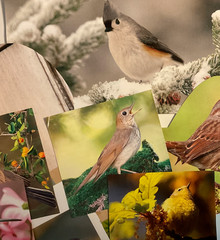 Bird ephemera 50 pieces for junk journal scrapbooking mixed media art collage