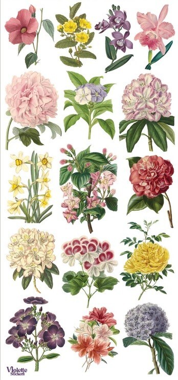 VIOLETTE STICKER – ENCYLOPEDIA FLORALS – 7 3/4″ x 3 3/4″ 19.5 cm x 9.5cm