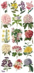 VIOLETTE STICKER – ENCYLOPEDIA FLORALS – 7 3/4″ x 3 3/4″ 19.5 cm x 9.5cm
