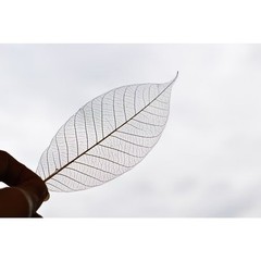 500x Natural Skeleton Rubber Tree Leaves Dried Craft DIY Card Wedding Decor 2-7″