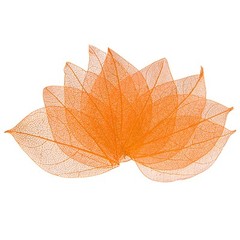 200-Pack Skeleton Leaves, Natural Rubber Leaves Vein[4-6cm, Orange]