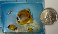 TROPICAL FISH #2 Dimensional Pop-Up Sticker(9pc)Ocean •Crab•Seashells•Tang Fish