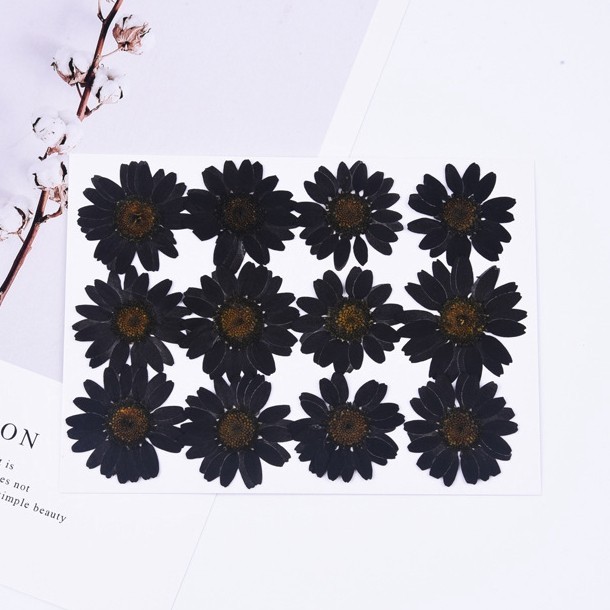 12PCS real Pressed dried Flower Dyed Black Daisy Flower for art craft FCD20