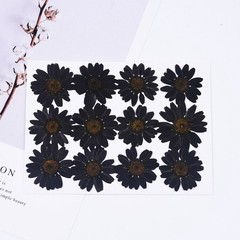 12PCS real Pressed dried Flower Dyed Black Daisy Flower for art craft FCD20