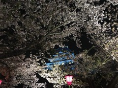 Japanese Sakura Cherry Blossom Stationery Gift Set Kawaii Scrapbooking Bundle