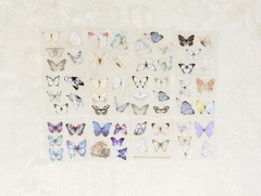 100 Sheet Colorful Butterfly Sticker Set Beautiful A Must Have For Collectors