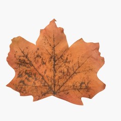Artificial Maple Leaf Decoration Orange Black Fall Craft Scrapbook Junk Journal