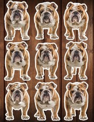 English Bulldog Die Cut Vinyl Stickers Scrapbooking Laptop Waterbottle