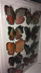 jot Butterflies Orange/Black Silver Holo 9ct BUTTERFLY Stickers w/3-D Wings BNIP