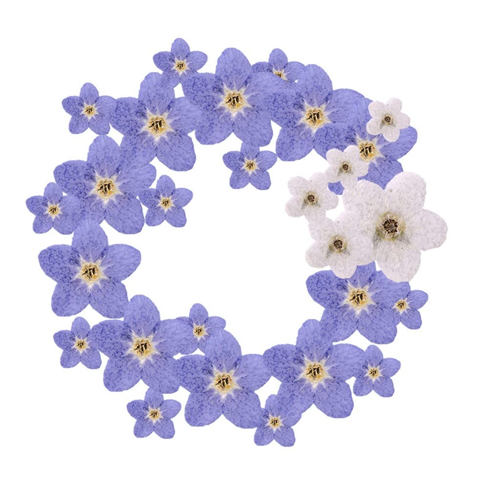 YUNZHI Forget Me Not Flowers Myosostis sylvatica Dried Do